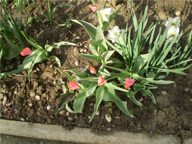 tulipan